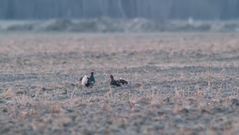 A-pair-of-black-grouse-are-fighting,-lekking-during-spring-mating-season-in-early-morning-light