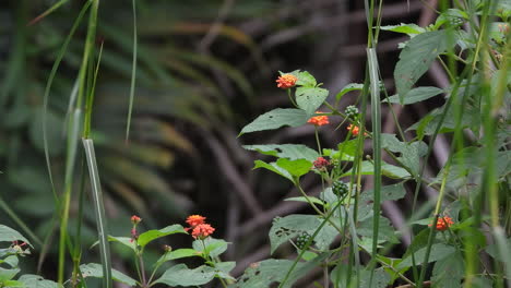 un hermoso colibri vuela de flor en flor para alimentarse de néctar
