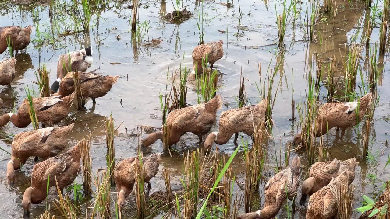 A group of ducks wandering in a flooded rice field after harvest. The vibrant green shoots of rice plants grow amidst the waterlogged soil, creating a serene and natural farm scene