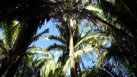 Dense-rain-forest-growing-over-the-Mayan-ruins-at-Chacchoben,-Mayan-archeological-site,-Quintana-Roo,-Mexico