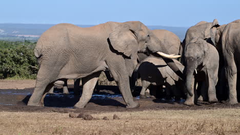 african elephant bull showing dominance towards herd at a waterhole