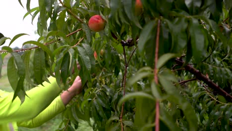 tree shaking as farmer picks peaches from it and reaches out and plucks one off of a limb