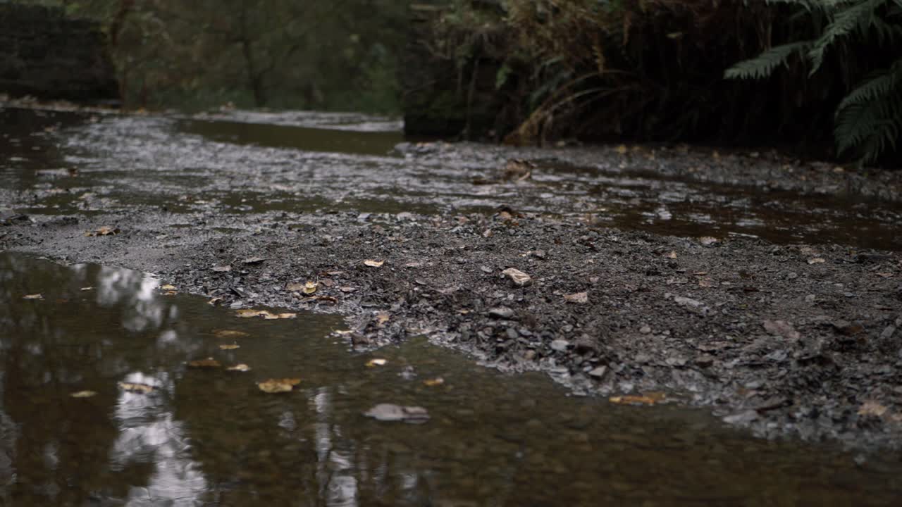 Natural shallow stream of water in forest low wide shot