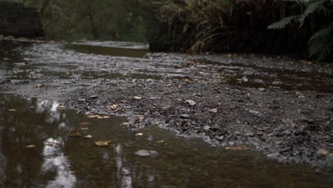 natural shallow stream of water in forest low wide shot