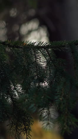 close-up of a pine branch with sunlight filtering through, highlighting the intricate details and texture of the needles, casting soft shadows and creating a serene atmosphere