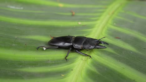 closeup of large male stag beetle on green tropical leaf