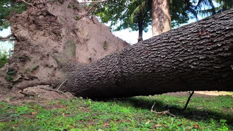 Closeup-of-an-uprooted-tree