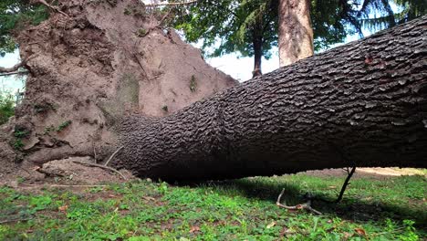 closeup of an uprooted tree