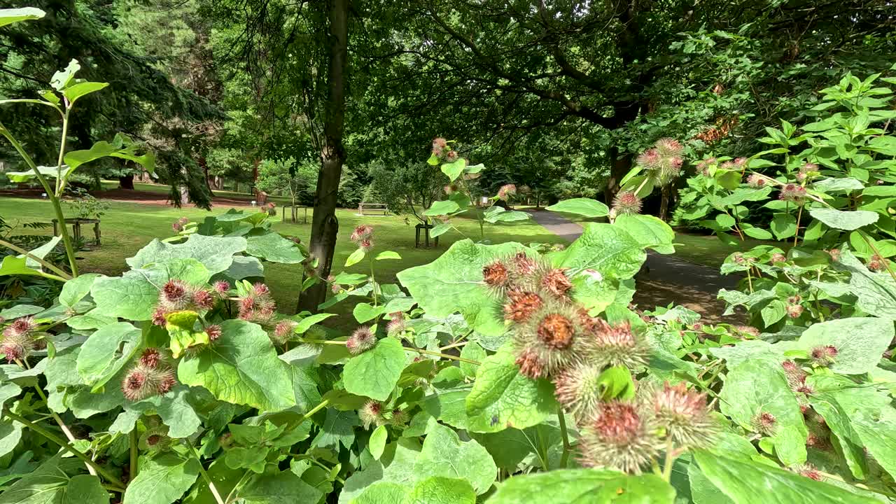 Camera slowly pans across greater burdock plants in a lush botanical garden, highlighting green foliage and spiky flower heads under bright natural daylight
