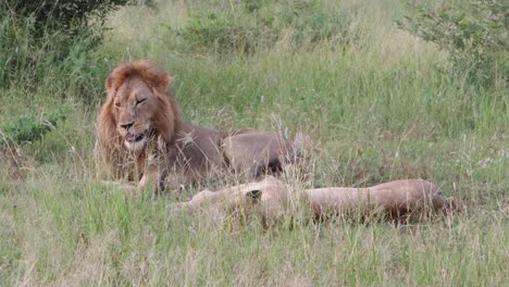 Großes-Gähnen-Des-Männchens,-Während-Ein-Afrikanisches-Löwenpaar-Morgens-Auf-Einer-Schattigen-Wiese-Ein-Nickerchen-Macht