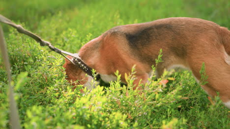 brown dog with mixture of black on leash curiously sniffing and exploring grassy field, with background featuring lush greenery and vibrant plant life, the do attention is on the grass