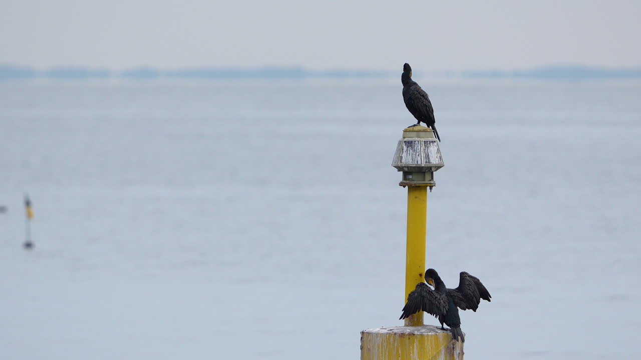 el momento en cámara lenta captura al gran cormorán, un pájaro estrella de la obra maestra costera