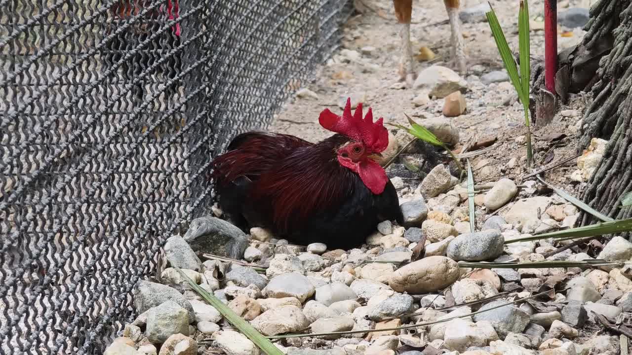 gallo en un corral
