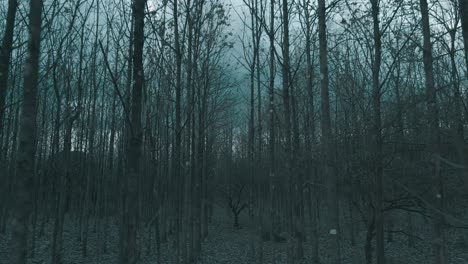 slowly tracking through a dark and mysterious forest revealing a strange black tree, aerial