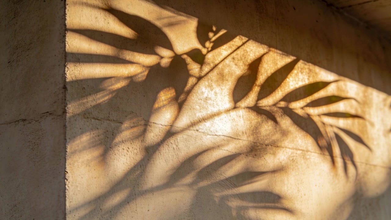 Shifting leafy plant shadow sliding down and right across plaster wall, sunlight changing angle