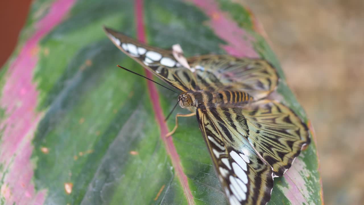 화창한 날 동안 식물의 열대 잎에 쉬고 날개를 움직이는 나비 종, 매크로