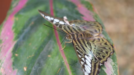 Butterfly-species-resting-on-tropical-leaf-of-plant-and-moving-wings-during-sunny-day,macro