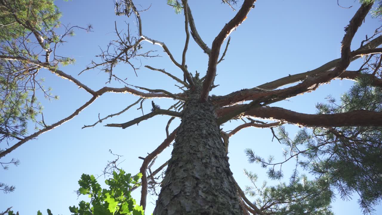 Old dead tree in forest, view up tree bark