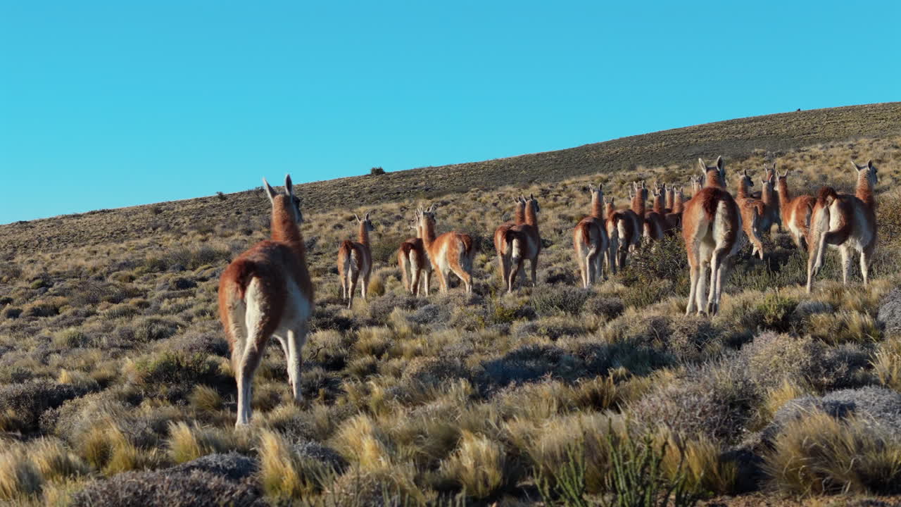 Herd of Guanacos Grazing in the Rugged Patagonian Landscape. Wildlife and Nature conservation.