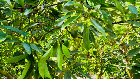 Avocados in avocado tree in Jalisco Mexico