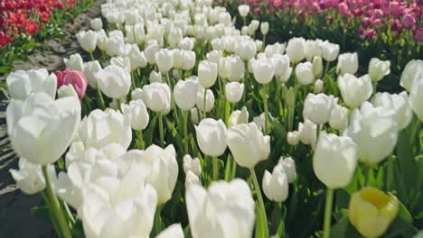 white tulips on dutch tulip farm fields in netherlands on sunny day with numerous flowers of various colors, close-up view