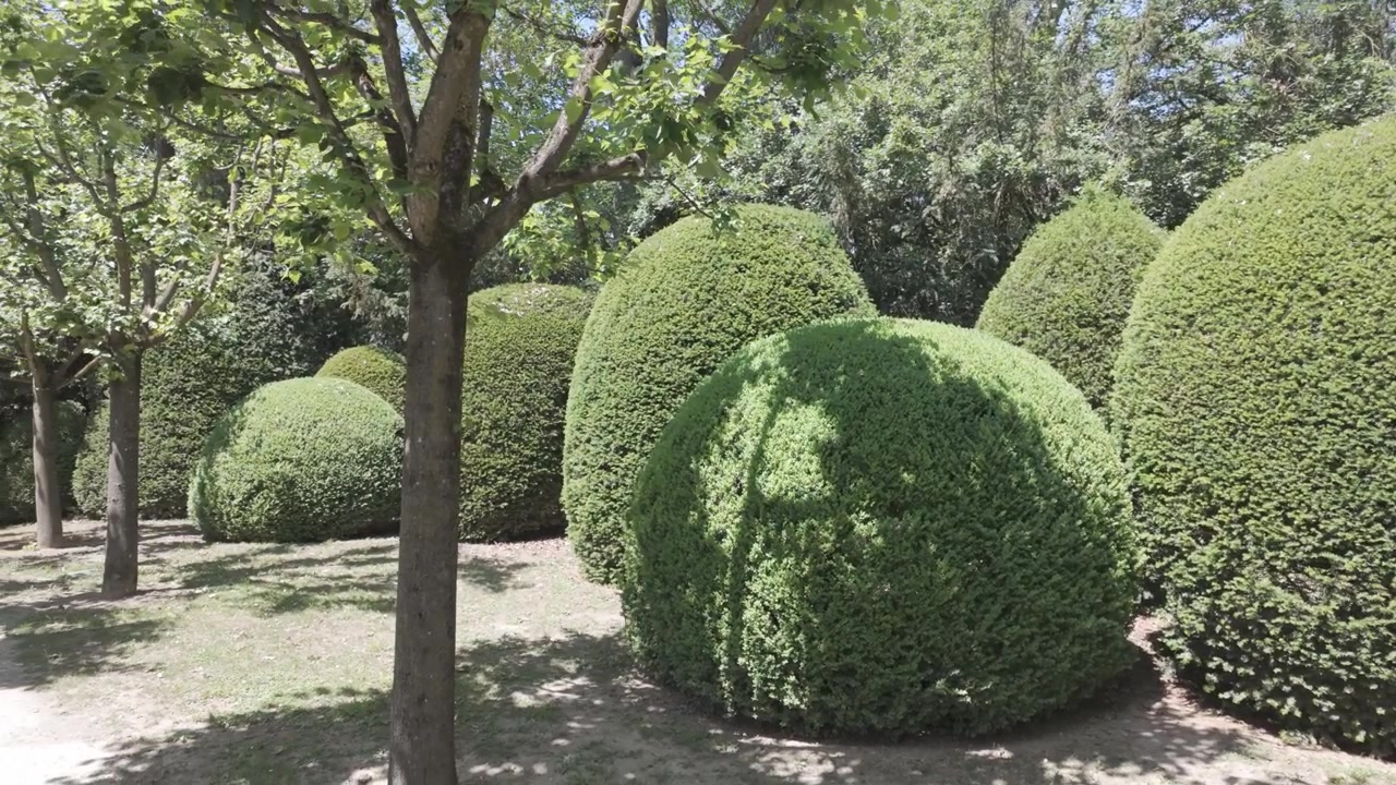 4K video footage of uniquely shaped bushes in a palace garden in Austria, Europe