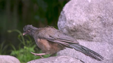 Slow-motion-close-up-shot-of-a-Chaco-chachalaca-walking-over-rocks