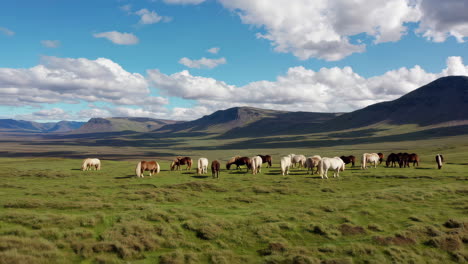 herd of horses grazing in a vast green field with mountains