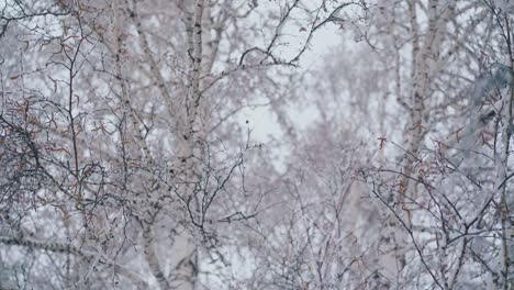 high-birch-trees-after-heavy-snowfall-against-grey-sky