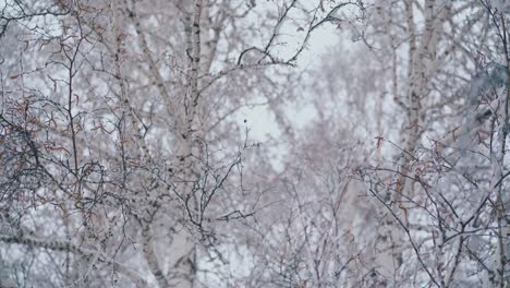 high birch trees after heavy snowfall against grey sky