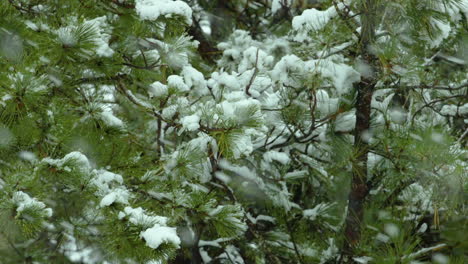 Snow-falling-on-and-around-beach-side,White-Pine-evergreen-trees,-during-a-winter-day-in-Maine