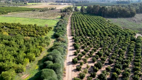 4k drone video- the last remains of rechovot old historical orange fruit orchards and vast agricultural open fields on the eastern outskirts of the city of rehovot- israel