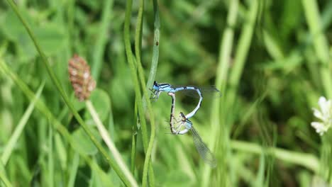 blue dragonfly on green grass in the garden