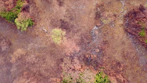 Vuelo-Aéreo-Sobre-Bosques-Verdes-Y-Rojos-Y-Pastizales-áridos-En-Tasmania-En-Australia,-Perspectiva-De-Ojo-De-Pájaro-Avanzando