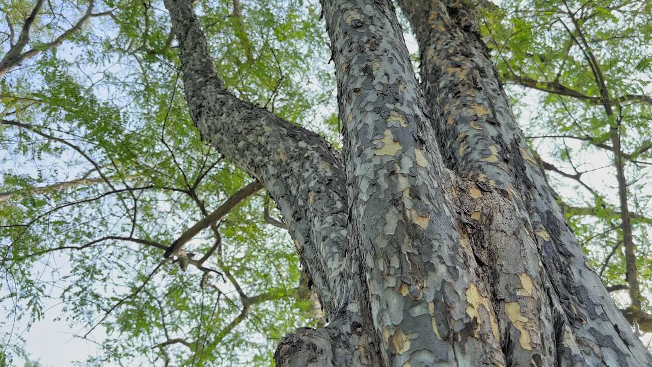 Circling view of an amla tree (Phyllanthus emblica) with textured bark and delicate green foliage swaying under bright daylight, capturing natural rural beauty
