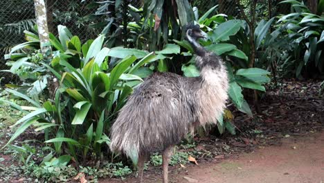 australian-emu,-Dromaius-novaehollandiae,-close-up-view