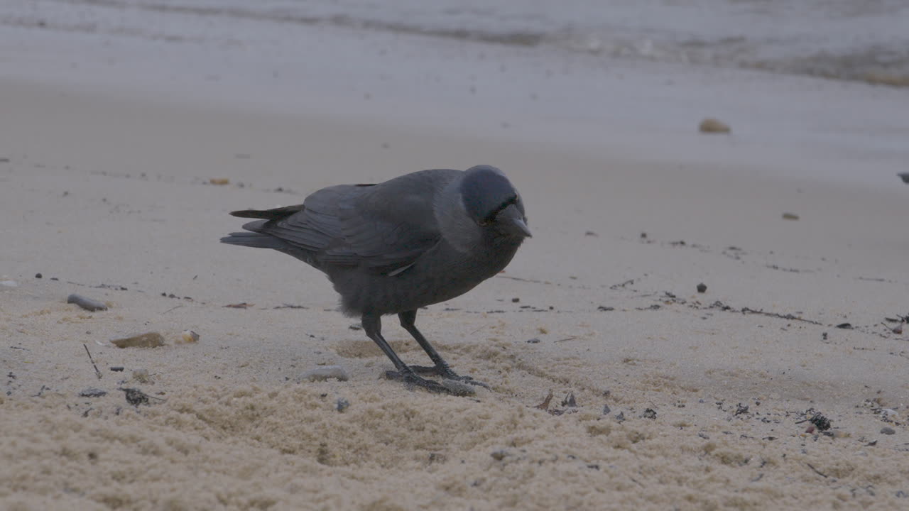서부 갈까마귀는 모래 위에 서서 먹이를 찾아 쪼아댄다