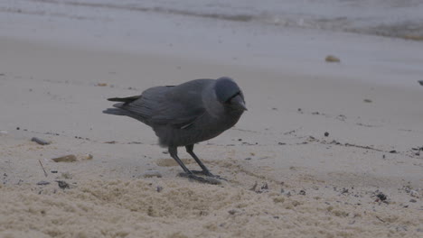 The-Western-Jackdaw-stands-on-the-sand-and-pecks-at-it-looking-for-food