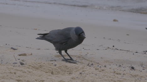 Die-Westliche-Dohle-Steht-Auf-Dem-Sand-Und-Pickt-Darauf-Herum,-Um-Nach-Nahrung-Zu-Suchen