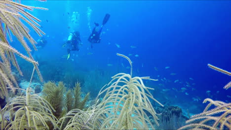 scuba divers moving forward the reef