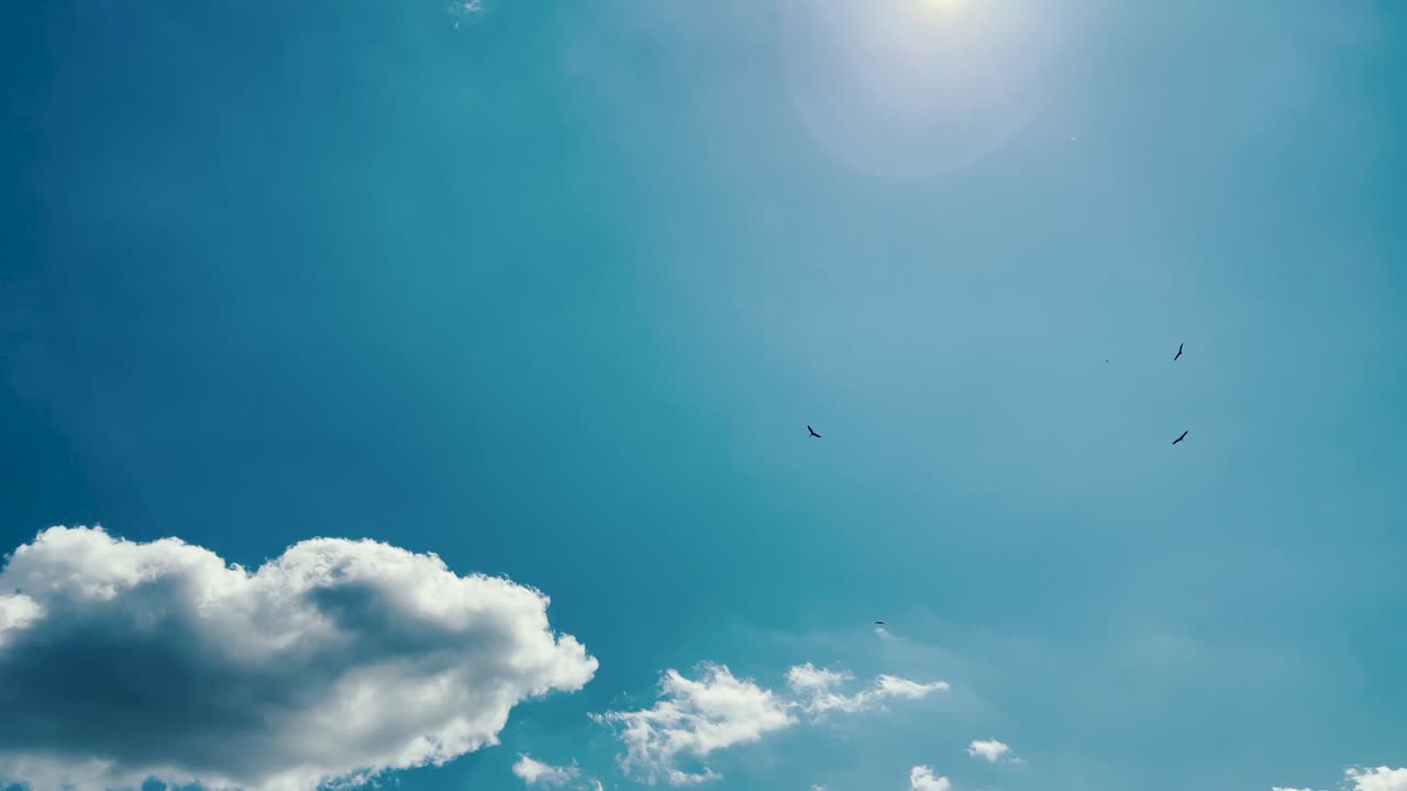 날아다니는 하 호랑이