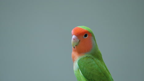 rosy-faced lovebird or rosy-collared or peach faced lovebird isolated on plain grey studio background flies up