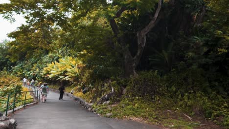 árboles-Verdes-En-Hawaii-Sol-Verde-Deliciosas-Plantas-Tropicales