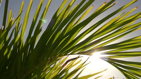 the sun shines through a palm leaf slow motion