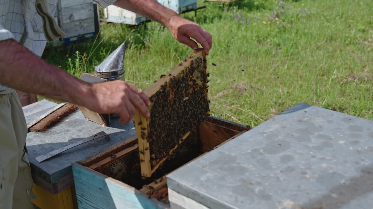 Organic bee farm located in the nature. Apiarist wearing protective outfit checks-up a frame coated with worker bees. Nature backdrop.