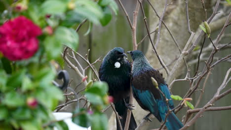 Pájaros-Tūī-En-Nueva-Zelanda-Peleando-En-Un-árbol-En-Cámara-Lenta