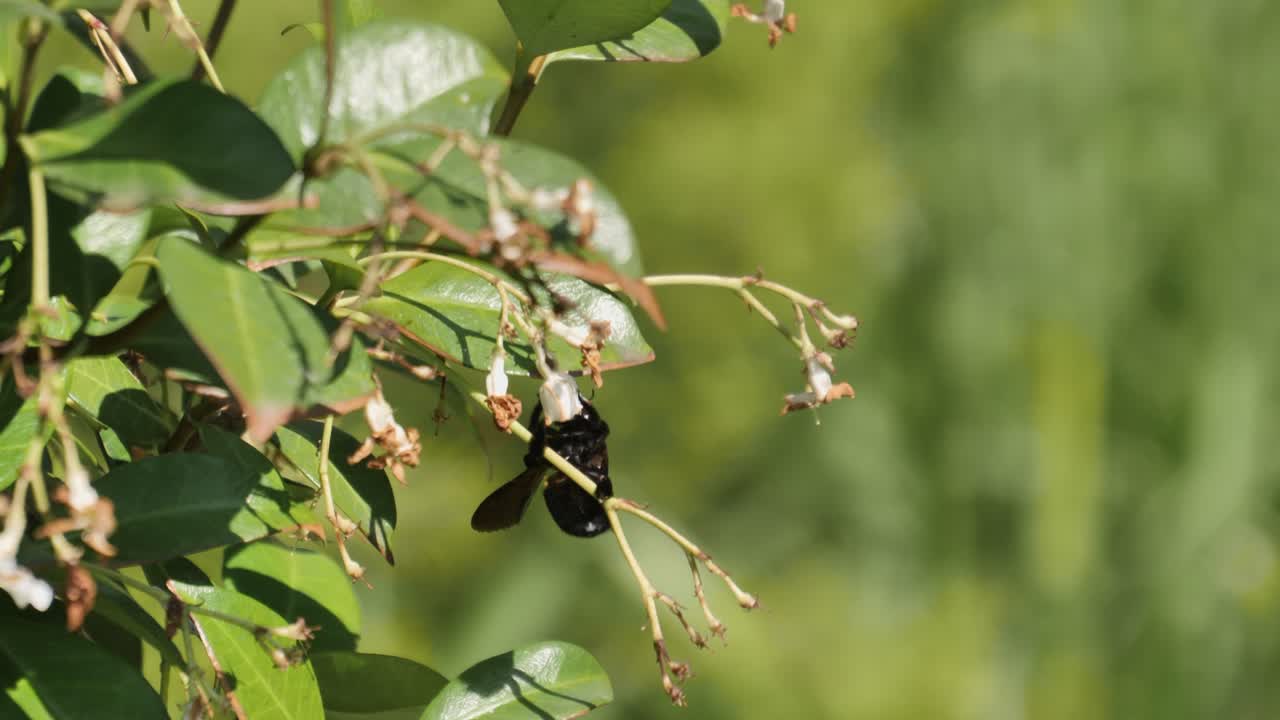 범블비는 흰 꽃의 꿀, 녹색 관목, 좁은 초점을 먹습니다.