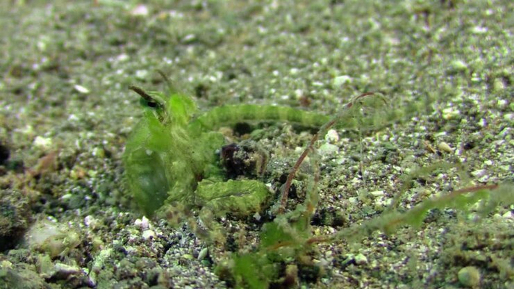 Mimic octopus changing shape and color: transforming itself from octopus with brown stripes into a slug-like green creature, close-up shot on sandy bottom