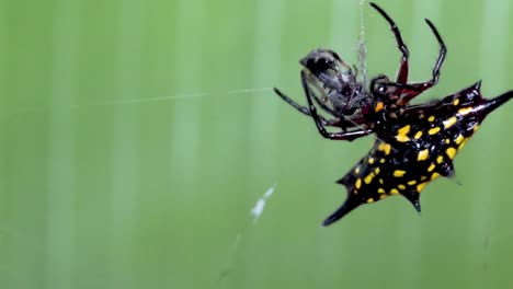 Araña-Envuelve-A-La-Presa-Con-Seda-De-Hileras-En-Tela-De-Araña,-Tejedor-De-Orbe-Espinoso