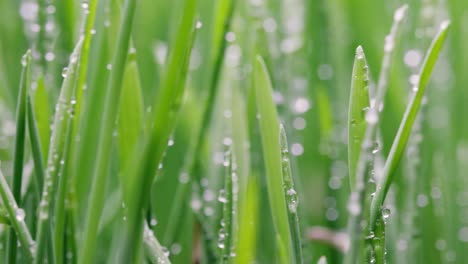 green grass close-up super macro shooting.